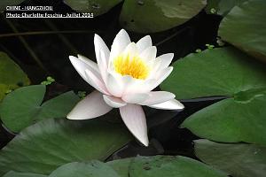 Charlotte- Hangzhou 020